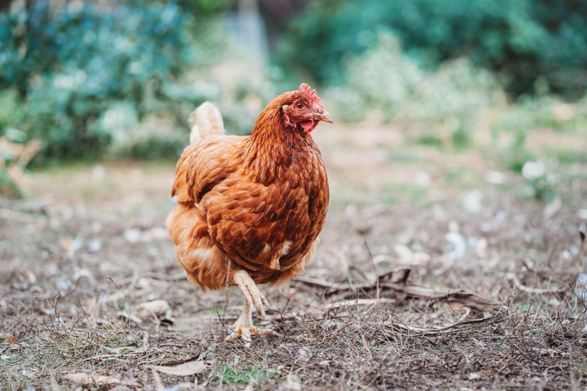 Freshwater Creek Cottages & Farm Stay Torquay Εξωτερικό φωτογραφία