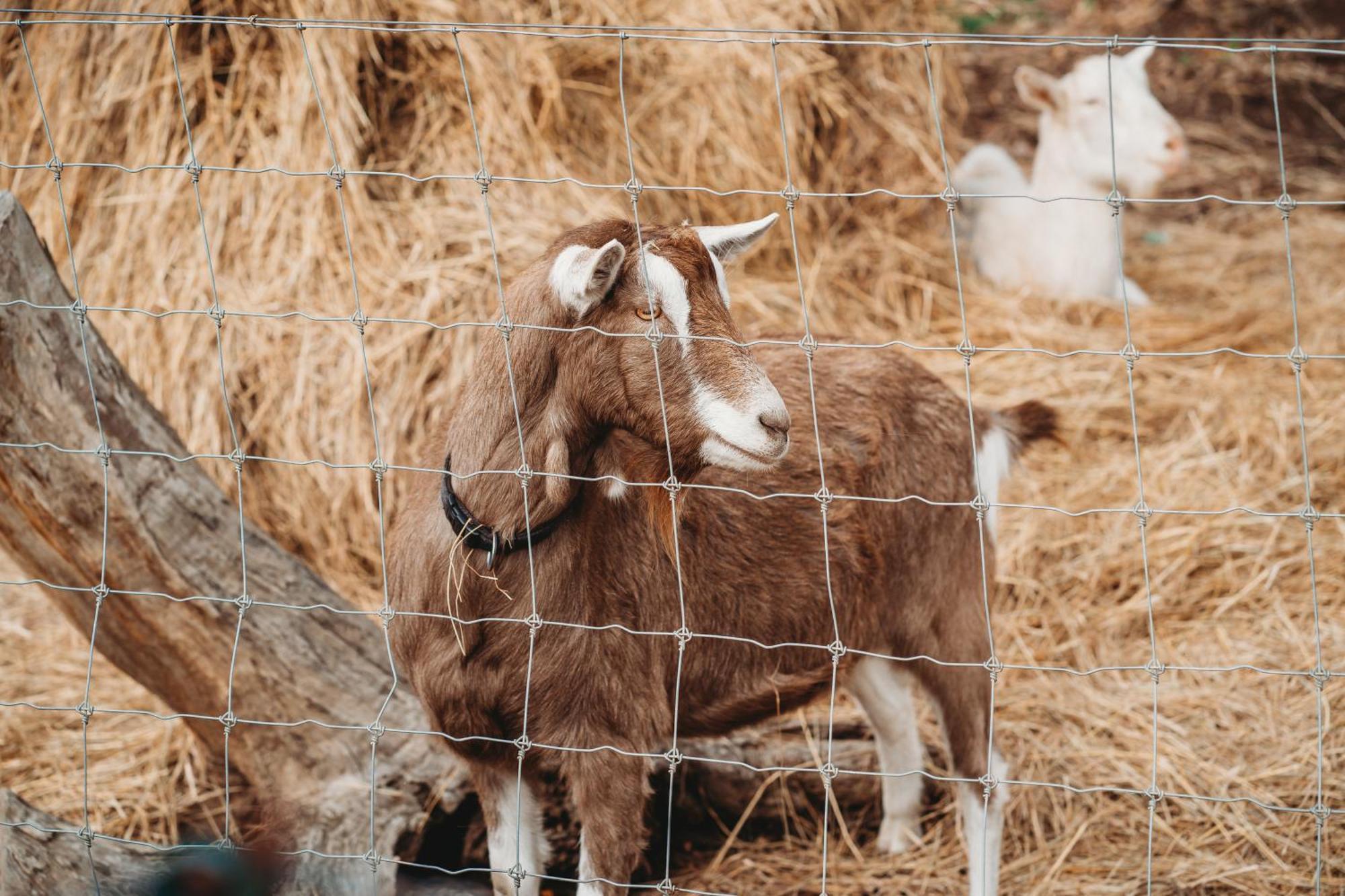 Freshwater Creek Cottages & Farm Stay Torquay Εξωτερικό φωτογραφία