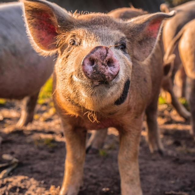Freshwater Creek Cottages & Farm Stay Torquay Εξωτερικό φωτογραφία