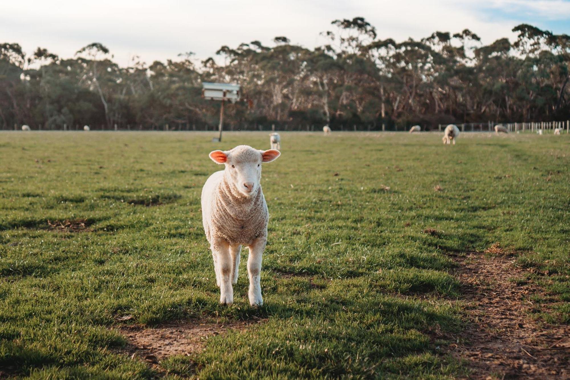 Freshwater Creek Cottages & Farm Stay Torquay Εξωτερικό φωτογραφία