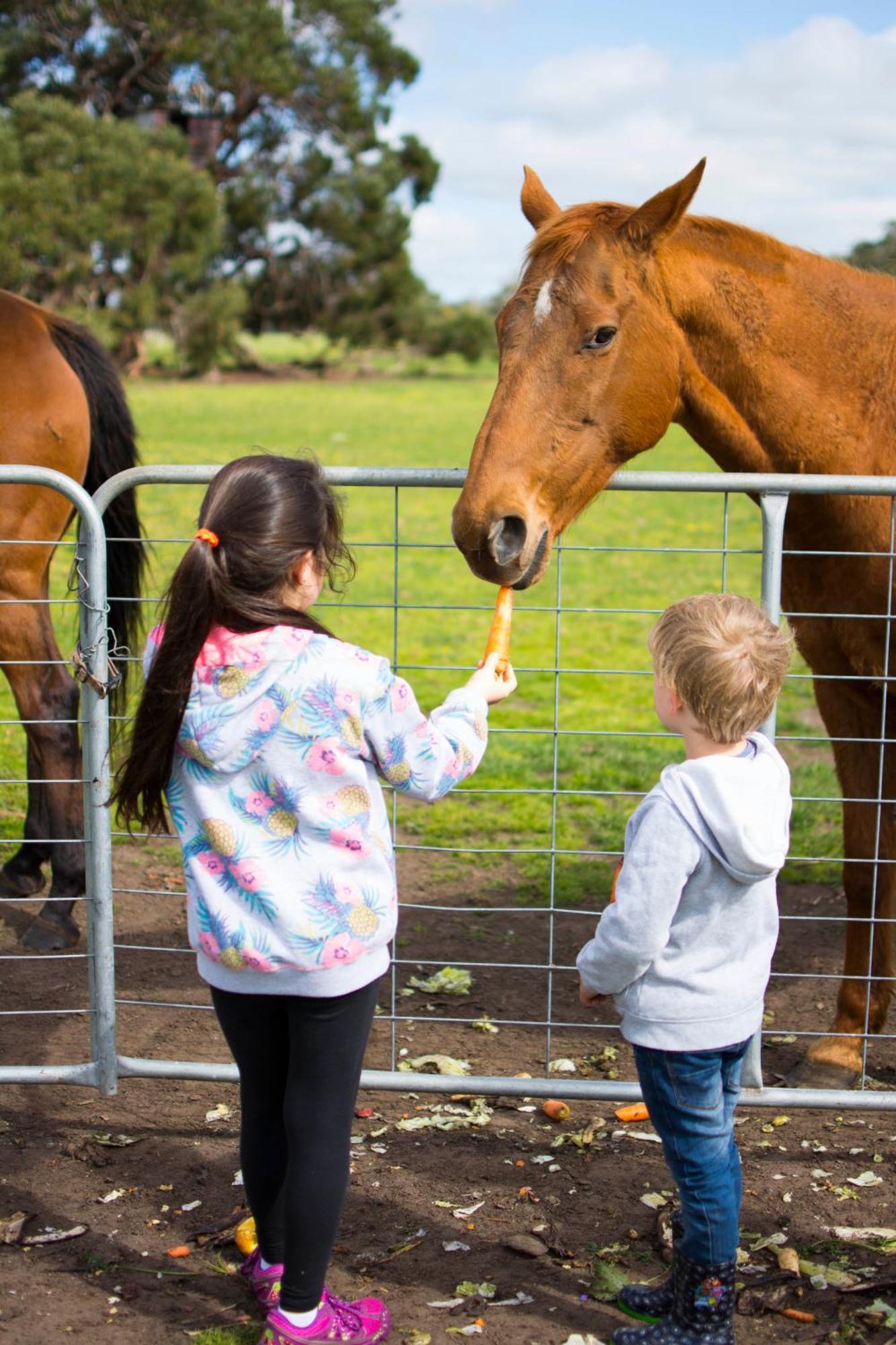 Freshwater Creek Cottages & Farm Stay Torquay Εξωτερικό φωτογραφία
