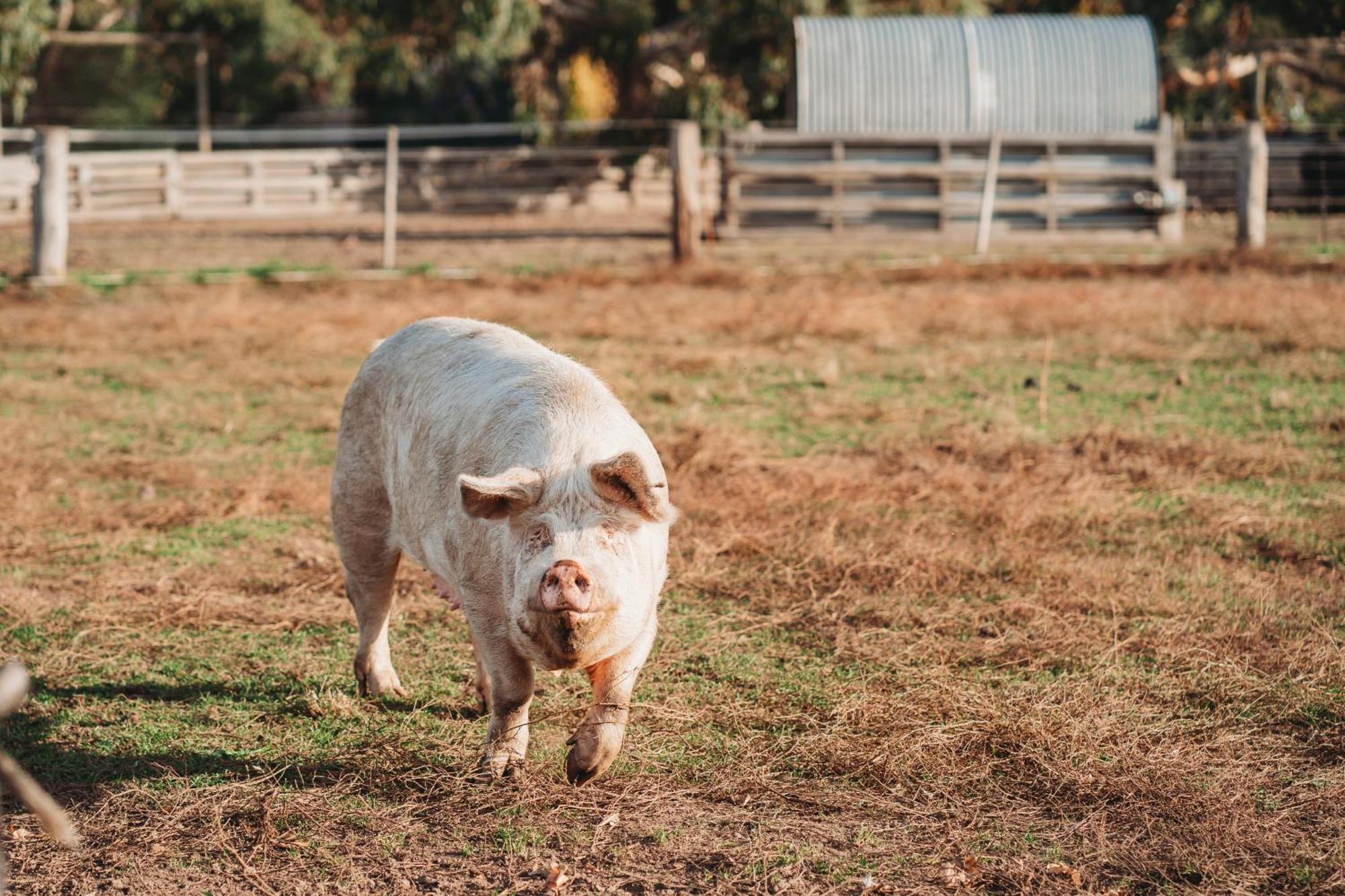 Freshwater Creek Cottages & Farm Stay Torquay Εξωτερικό φωτογραφία